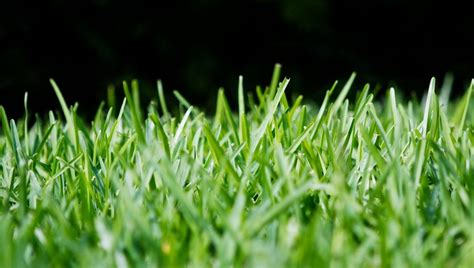 Information About St. Augustine Grass