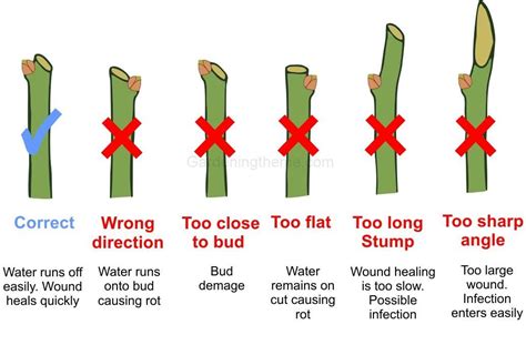 Pruning roses in 6 easy steps | Gardeningtheme.com