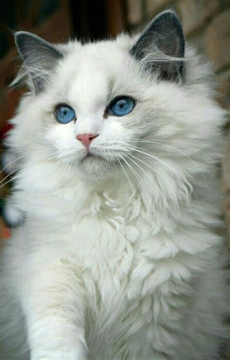 White fur / Blue eyes • • • • • #cat #chat #gato #adorable #catlover # ...