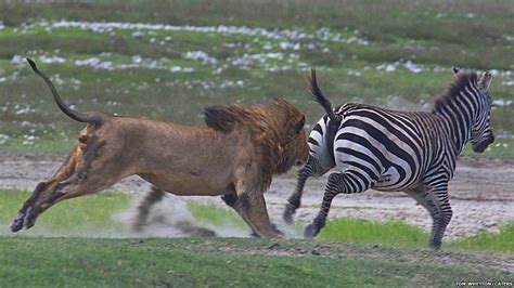 Amazing pictures: Zebra fights off a lion attack - BBC Newsround