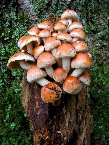 Hypholoma sublateritium–edible? :Cornell Mushroom Blog