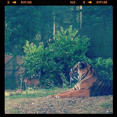 #Tigers at Burgers Zoo, Arnhem - Captivating Wildlife Photography