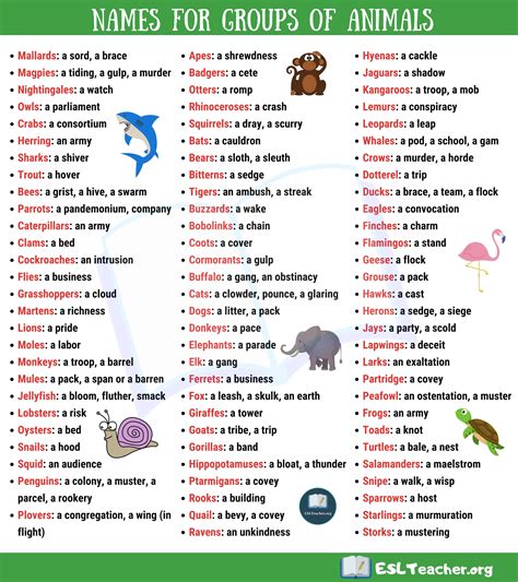 Groups of Animals in English | Animal groups, Cool names, Vocabulary pictures