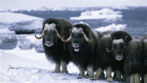 Difference Between Musk Oxen and Yaks | Animals - mom.me