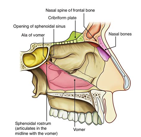 Easy Notes On 【Nasal Cavity】Learn in Just 4 Minutes! – Earth's Lab