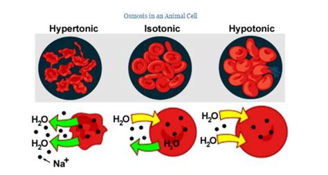 Solved The image above is a representation of osmotic | Chegg.com