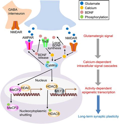 Frontiers | A Multiscale View of the Mechanisms Underlying Ketamine’s ...