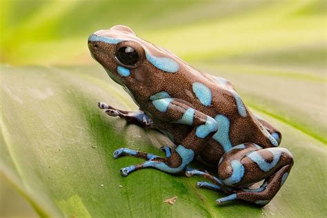 8 Poison Dart Frog Species That You Can Keep at Home - Reptile Advisor