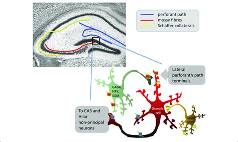 | Simplified scheme of hippocampal dentate gyrus network control by... | Download Scientific Diagram