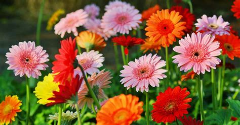 How to Grow and Care for Gerbera Daisies | Gardener's Path