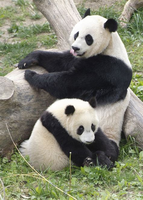 Amazing Giant Panda: Endangered Species, Giant Pandas Facts, Photos, Information, Habitats, News ...