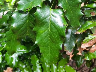 Oregon Grape: Identification, Leaves, Bark & Habitat | Mahonia aquifolium