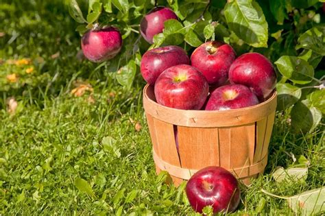 New York's Beak and Skiff Apple Orchards Voted Nation's Best