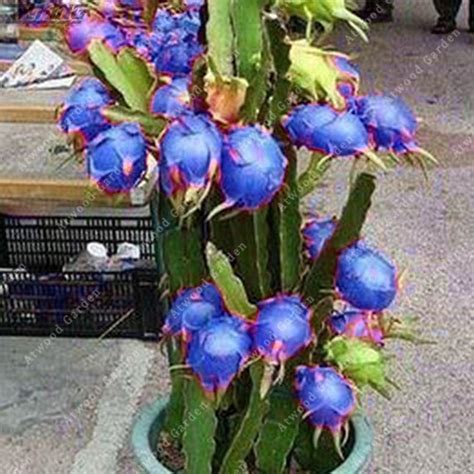 100 PCS Original Blue Dragon Fruit Seeds Bonsai Perennial Elegant Easy ...