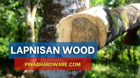 Lapnisan Wood Price Philippines Updated 2024