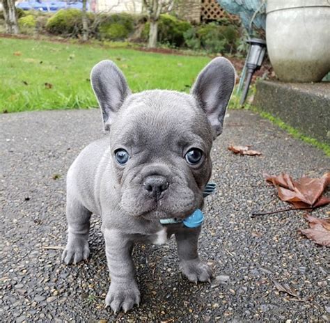 Free french bulldog puppy/free french bulldogs puppies