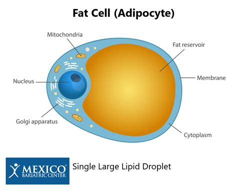 Adipose Tissue Structure