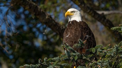 Bald Eagle 4K 5K HD Animals Wallpapers | HD Wallpapers | ID #33961