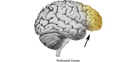 Nine functions of the prefrontal cortex — Alan Rutherford, LPC