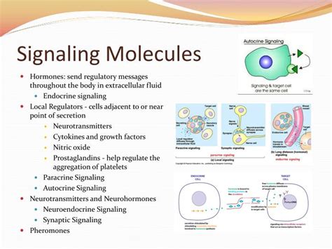 PPT - Chapter 45: Hormones and the Endocrine System PowerPoint Presentation - ID:1988919