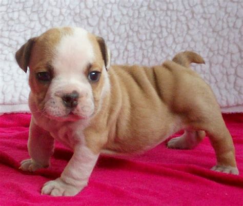 Suri, An English Bulldog Pup | This is a baby, purebred, Eng… | Flickr