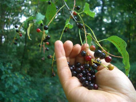 Temperate Climate Permaculture: Permaculture Plants: Black Cherry Tree