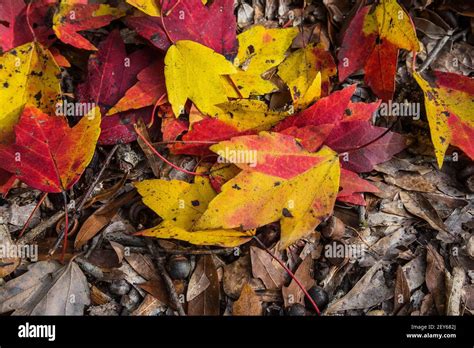 Colorful Autumn leaves of the Florida maple tree or Acer Floridanum in ...