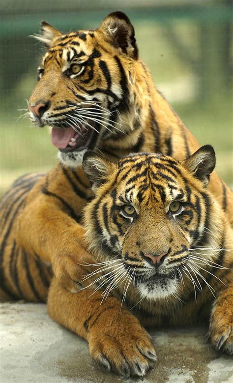 sumatran tiger cubs Archives - WildCats Conservation Alliance