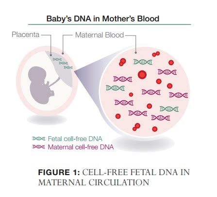 What exactly is MaterniT21, Harmony, verifi, & Panorama testing? — Down Syndrome Prenatal Testing