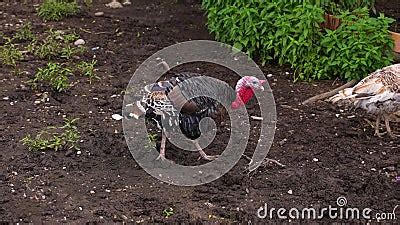 Turkey Male Gobbler Breeding Display Strutting Tail Feathers Spread in Forest. a Close Up of ...