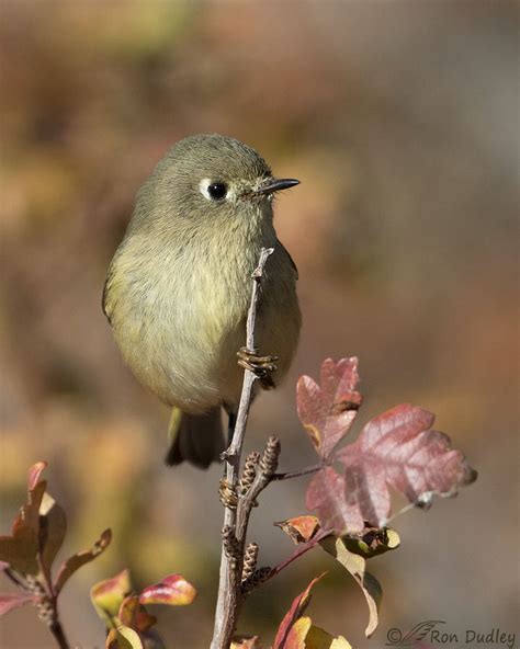 Ruby-crowned Kinglet In Fall Colors – Feathered Photography