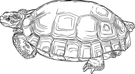 Clipart - Desert tortoise