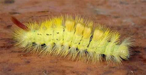 Yellow Caterpillars with Identification Guide and Pictures | Leafy Place