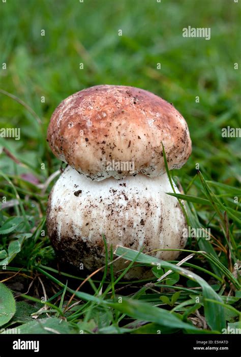 edible white mushroom in the forest Stock Photo - Alamy