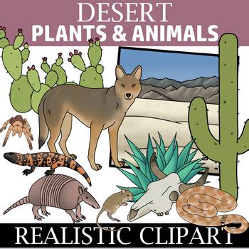 Desert Plants and Animals - Ecosystem Clip Art by The Naturalist