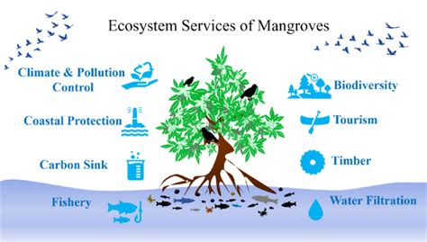 Ecosystem services of mangrove forests. | Download Scientific Diagram