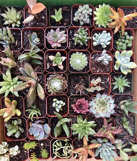 Plant Fully Rooted Succulents Unique Succulent Collection Of 12 2-inch ...