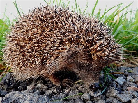 Igel (Erinaceidae), ist im Herbst noch auf Futtersuche entlang eines Bahndammes; 141110 - Tier ...