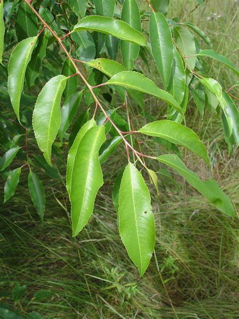 Prunus serotina (black cherry): Go Botany