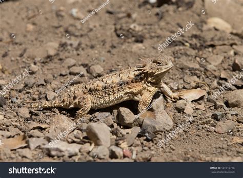 Horned Lizard Desert Stock Photo 141912736 | Shutterstock