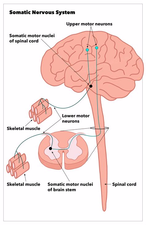 Neuroanatomy, Somatic Nervous System Article