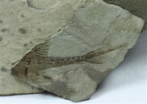 Bear Gulch Male Echinochimaera meltoni Paleozoic Fish Fossil