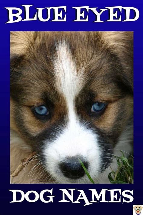 Over 90 Of The Most Hypnotic Blue Eyed Dog Names | Blue eyed dog names ...