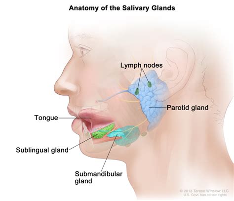 [Figure, Anatomy of the salivary glands...] - PDQ Cancer Information ...