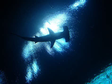hammerhead silhouette | a great hammerhead shark (that's wha… | Flickr