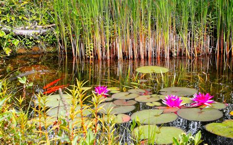 Wallpaper : reflection, summer, swamp, lilies, wetland, tree, leaf ...