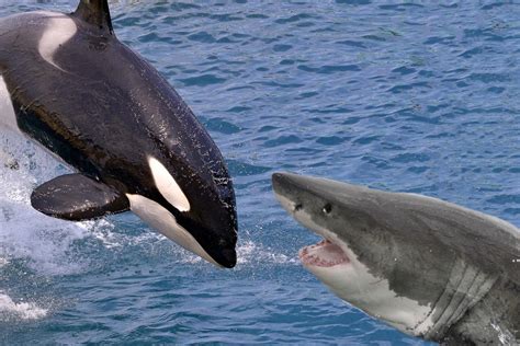 Just stumbled upon this. Do sharks ever attack orcas?! : sharks