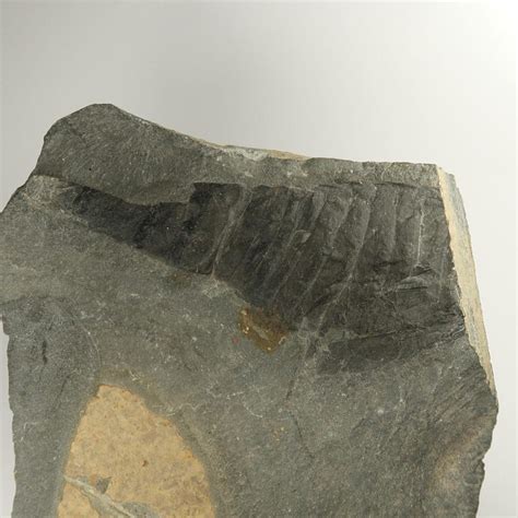 Eurypterid fossils | Fossilised 'Sea Scorpions' | UK Shop