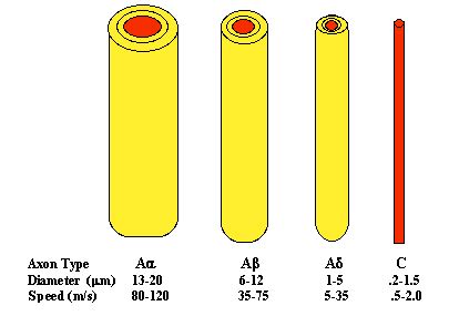 Afferent Nerve - Definition and Examples - Biology Online Dictionary