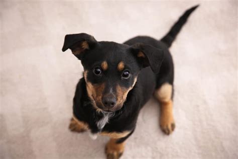 Rottweiler Chihuahua Mix (Rottchi) im Portrait - Hunde2.de